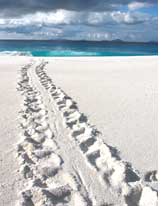 happiness turtle tracks sychelles