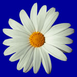 Happy Daisy Flower